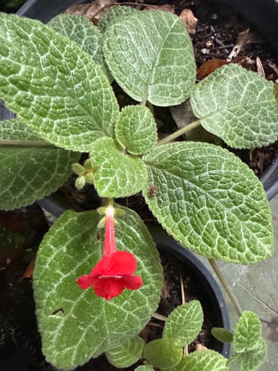 This media file is a close-up, overhead shot of an episcia plant in a black pot, likely in Ko Pha-ngan District, Thailand. The plant has several large, ovate leaves with a distinct textured pattern of light green veins against a darker green background. The leaves appear somewhat fuzzy and are slightly curled. One bright red, tubular flower with ruffled petals is in bloom, attached to a thin, red stem. The flower is positioned on the right side of the image, near the edge of a leaf. The background is dark and slightly out of focus, showing more potting soil and the edge of another pot. There are no people or other discernible objects besides the plant and its pot. The lighting suggests it could be daytime, but no specific time of day or weather conditions can be determined. There is no visible text in the image.