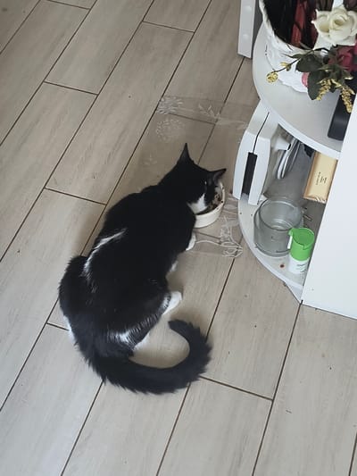 In Rivne, Ukraine, a black and white cat is eating from a white bowl placed on a clear mat on a light-colored tiled floor. To the right of the cat, a white multi-tiered shelf unit is visible. The top shelf contains a white basket filled with red and white artificial flowers. Below that, on another shelf, are various items including a clear plastic container with a lid, a small green spray bottle, and a golden packet. The cat is positioned on the left side of the image, facing the bowl and partially obscured by the shelf unit. The lighting suggests an indoor setting.