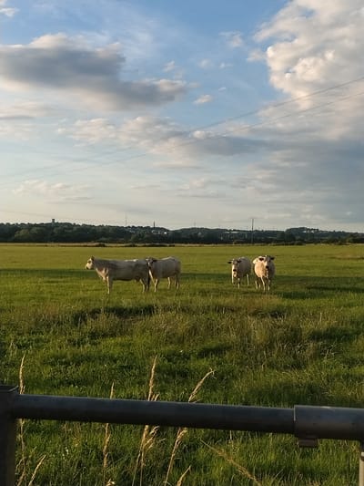In Crauthem, Luxembourg, on a late afternoon, four white cows stand in a lush green pasture under a partly cloudy sky. Two cows are positioned side-by-side in the left half of the frame, facing left. To the right, two more cows are closer together, with one facing the viewer and the other turned slightly away. The field is bordered by a dark metal fence in the foreground and a tree line in the distance, beyond which are visible some buildings and power lines. The light suggests the sun is low on the horizon, casting long shadows and illuminating the clouds with warm tones.