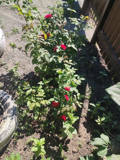 This is a photograph of a rose bush with several red blooms and green foliage, planted in the ground next to a wooden fence. A portion of a weathered tire is visible in the lower left corner of the image. The ground is covered in dirt and small stones, with some scattered weeds and other green plants. The scene appears to be in an outdoor setting, possibly a garden or backyard. The image was taken in the city of Gorno-Altaysk, Russia.
