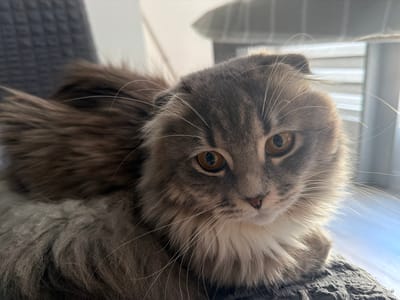 A grey, long-haired Scottish Fold cat is the sole subject in this close-up indoor photograph. The cat is lying down on a textured grey surface, possibly a chair or cushion. Its head is turned towards the viewer, with its amber eyes looking directly ahead. The cat's ears are folded down, characteristic of the breed. Sunlight illuminates the cat's face and fur from the right. The background is blurred, showing a white wall, blinds, and a hint of blue light, suggesting a window. The image is focused on the cat's face, highlighting its detailed features and fluffy mane. The location in Vovchynets, Ukraine is not depicted in the image.