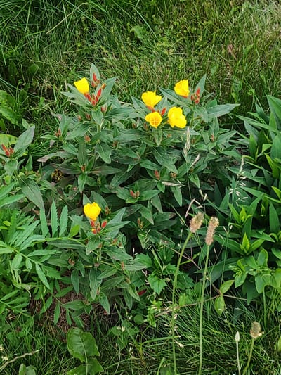 This image depicts a close-up, eye-level view of a patch of evening primrose flowers (Oenothera) blooming amongst lush green grass and other foliage. The flowers are a vibrant yellow, with some unopened buds showing a reddish hue. The surrounding environment suggests an outdoor setting, likely a garden or a naturalized area within the city of Svietlahorsk, Belarus, given the context. There are no people or animals present in the image. The focus is entirely on the flora.