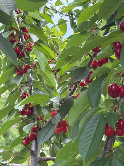 The image shows a close-up view of a cherry tree laden with ripe, red cherries. The cherries are clustered together on branches, interspersed with lush green leaves. The scene is set outdoors, with a soft, blurred background that suggests a natural environment. There are no people or animals visible in the image. The lighting is natural and appears to be daylight. The photo is taken from a low angle, looking up into the tree canopy. There is no specific indication of the location within Selanovtsi, Bulgaria, beyond it being a natural outdoor setting.