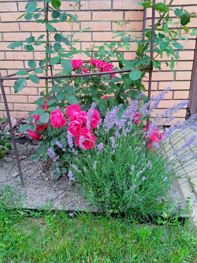 A close-up, eye-level outdoor shot shows a garden bed with pink roses and lavender plants situated in front of a light brown brick wall. The roses are vibrant pink and in full bloom, clustered together on thorny green stems. Interspersed with the roses are spikes of delicate purple lavender flowers. The garden bed itself is a mix of soil and mulch, with some scattered rocks. A dark metal trellis supports one of the rose bushes. To the right of the garden bed, a concrete path is visible, bordered by green grass in the foreground. The scene appears to be in a residential area of Vyshhorod, Ukraine. There are no people or animals present in the image.