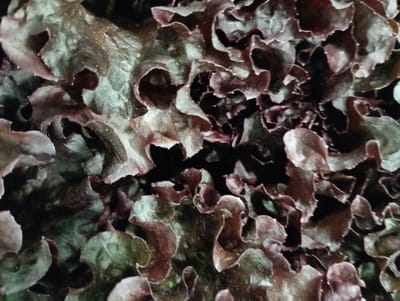 This close-up image captures a dense arrangement of red leaf lettuce, filling the entire frame. The primary subjects are the ruffled and crinkled leaves, showcasing a rich palette of deep reddish-purple, maroon, and dark green. The varying shades suggest different levels of light exposure or maturity within the foliage.
The leaves display a distinct texture, with prominent veins and undulating edges that create a sense of depth and organic pattern. Patches of lighter green are visible, often in the protected or less pigmented areas of the leaves, contrasting with the dominant reddish tones. The lighting highlights the contours of the leaves, suggesting natural daylight or well-distributed artificial light, with soft shadows indicating the layers of overlapping foliage.
No people, distinct objects other than the lettuce, or specific activities are visible. There is no visible text. The scene depicts a cultivated area, likely a garden bed or a commercial farm setting. Although the location context provided is Kabile, Bulgaria, there are no specific visual cues within the image itself to confirm this geographical location. The time of day cannot be precisely determined, but the even lighting suggests daytime or a controlled indoor growing environment.