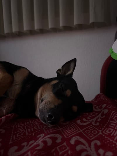 A black and tan dog is depicted asleep on a red patterned blanket in an indoor setting within the city of Kuklen, Bulgaria. The dog is lying on its side, with its eyes closed, its dark snout and nose visible, and one ear slightly perked. The red blanket features a repeating light-colored geometric and scrollwork pattern. Behind the dog, a plain light-colored wall is visible, surmounted by drawn, pleated light-colored curtains at the top of the frame. A partial red object and a small white and green object are visible in the far upper right background. The scene is dimly lit.