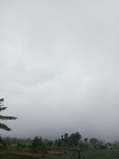 The image depicts an overcast, misty rural landscape in Joshi Vihir, India. The upper two-thirds of the frame is dominated by a light grey, dense cloud cover, indicative of heavy fog or low-hanging clouds. In the far left foreground, large dark green banana leaves are partially visible, extending from the bottom edge upwards. Below the sky, the landscape consists of cultivated agricultural fields and dense vegetation. A field of tightly packed green leafy plants, possibly a crop such as cabbage, occupies the lower right portion of the midground. Adjacent to this, to the left, is an area of dark, tilled soil with some sparse green growth. A dense band of varied green trees, ranging in height, extends across the horizon line, partially obscured by the atmospheric mist. A faint, light-colored structure is dimly visible through the mist and trees in the far right background. No individuals, animals, specific actions, or interactions are discernible within the scene. The overall environment suggests a damp, cool, and quiet setting.