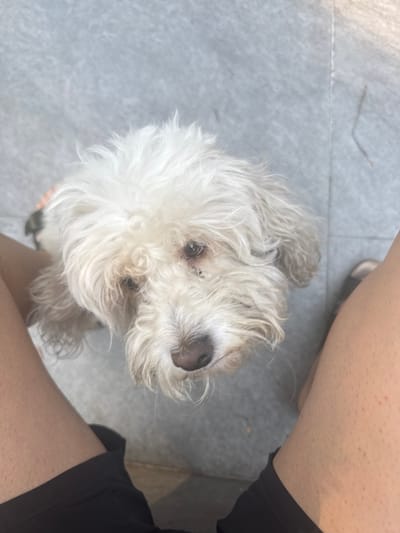 A small, white, fluffy dog looks up at the camera. The dog's face is visible, with dark eyes and a brown nose. It appears to be sitting near a person, as legs and black shorts are visible on the right side of the frame. The surface beneath the dog is light gray and looks like stone or tile. The image's location is not apparent from the provided details.