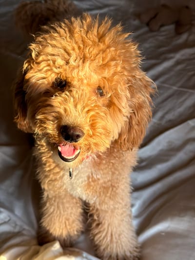 A fluffy, golden-brown dog with curly fur lies on a rumpled, light-colored surface that appears to be a bed. The dog is looking directly at the camera with its mouth slightly open, revealing a pink tongue and white teeth. The lighting suggests it is either sunrise or sunset, casting warm shadows across the dog and the surface. In the background, out of focus, other objects can be seen, some appearing to be toys. The image does not contain any information about the city of Aratashen, Armenia.