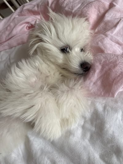 A small, fluffy white dog is captured in a close-up, high-angle shot, resting comfortably on soft bedding. The dog, likely a Maltese or similar breed, has long, shaggy white fur and a dark, wet nose. It lies on its back or side, its head slightly tilted upwards, with its eyes partially open, conveying a relaxed and peaceful expression.
The dog is nestled between two fabrics. A soft pink fabric, possibly a blanket or sheet, covers the left side of the frame and part of the area under the dog's head. This pink fabric features a subtle, embossed or woven pattern, possibly floral or ornamental. To the right, and under the dog's body, is a white fabric with a distinct textured pattern, resembling a ribbed or chevron weave. A small section of a white metal structure, possibly part of a cage or bed frame, is visible in the lower-left corner.
The lighting is soft and ambient, suggesting an indoor setting without harsh shadows, making the specific time of day unclear. There is no visible text. The scene evokes a sense of comfort and tranquility, with the dog appearing content in its cozy surroundings. The location context is Targovishte, Bulgaria.