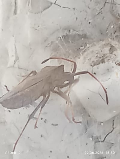 The image is a close-up, slightly blurred, outdoor photograph of a light brown insect, possibly a stink bug, resting on a white, textured surface that appears to be covered in fine strands, possibly spiderwebs. The insect is oriented diagonally, with its head facing towards the right and its body extending towards the left. It has six visible legs, two long antennae, and prominent wing casings. The background is a desaturated, mottled white and grey, with some darker specks and thin, irregular lines. In the bottom left corner, the text "REDMI 12" is visible, and in the bottom right corner, the text "22.06.2026 15:50" is present, indicating the device used for capture and the date/time. The image does not provide any contextual information or visual elements that would allow for the identification of the location within the city of Smila, Ukraine.
