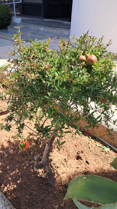 This is a photograph taken outdoors, likely in Limassol, Cyprus, given the context. The primary subject is a small, leafy pomegranate tree with a few developing fruits and vibrant orange flowers. The tree has a gnarled, woody trunk and branches laden with green leaves.
The setting appears to be a garden or yard. The ground is covered in dry, reddish-brown soil, characteristic of arid or Mediterranean climates. To the right of the pomegranate tree, a large, fleshy green leaf from another plant, possibly an agave, is partially visible. In the background, to the left, a portion of a building with grey steps and a white wall is visible, suggesting an urban or residential environment. Sunlight is casting distinct shadows, indicating it is daytime and the sun is relatively high in the sky. The overall impression is one of a bright, sunny day. There is no text visible in the image. The scene is static, with no active events taking place.