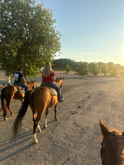 The image depicts an outdoor equestrian scene in Rancho Murieta, United States, under either sunrise or sunset conditions, characterized by warm, low-angle light and long shadows. Three horses are present, with two actively ridden, proceeding along a packed dirt path. The photograph is taken from the vantage point of a third horse, whose brown ears and bridle are visible in the lower right foreground.
In the mid-ground, a female subject with long blonde hair, clad in a red short-sleeved top and blue jeans, is seated on a brown horse. The horse is equipped with a western saddle and a light-colored, patterned saddle blanket. Its left rear hoof is fitted with a pink bell boot, and its right hind leg exhibits a white sock marking. To the left of this rider, a male subject, wearing a dark cowboy hat, a dark t-shirt with a white graphic on the back, and blue jeans, rides a second brown horse, similarly outfitted with a western saddle and a patterned saddle blanket.
The ground surface is composed of light brown, compacted dirt with visible hoof prints. A large, mature deciduous tree occupies the left portion of the frame. The background features a collection of various trees and shrubs, extending towards a horizon beneath a clear blue sky. The sky on the right displays a distinct yellow-orange luminescence, consistent with direct sunlight from a low angle.
