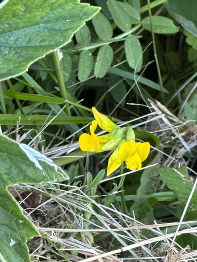 The image shows a close-up of yellow flowers with green foliage and dry grass in an outdoor setting. The flowers are clustered together and appear to be in bloom. The surrounding environment is natural, with various green leaves and blades of grass, some of which are dried and brittle. The lighting suggests it is daytime. There are no people or man-made objects visible in the image, and the focus is on the flora. The location is identified as Le Brassus, Switzerland.