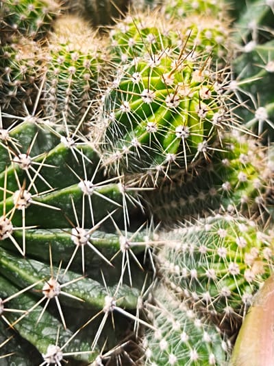 A vertical, close-up, macro photograph displays multiple green cacti, reportedly located in Терновский округ, Ukraine. The image features a dense arrangement of cacti stems, characterized by two primary shades of green: a darker, saturated green on established lower sections with visible segmentation, and a brighter, yellowish-green indicating newer growth on upper and central portions. Each cactus segment is studded with numerous off-white, slightly fuzzy areoles, from which clusters of sharp, acicular spines project radially. The spines are predominantly white to light tan, with some exhibiting reddish-brown bases or tips, appearing rigid and forming a dense protective covering. The surfaces of the darker green cacti show minor textural variations and faint lighter speckling. No individuals or non-botanical objects are discernible within the frame. The background is rendered out of focus due to a shallow depth of field, emphasizing the intricate details of the cacti and their formidable spines.