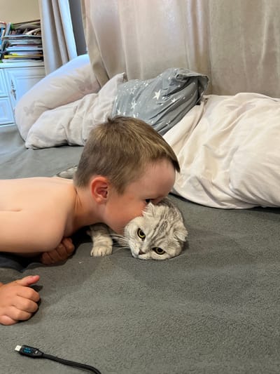 In this overhead shot, a young boy with light brown hair is shown in bed with a silver tabby cat. The boy is shirtless and appears to be kissing the cat's head. The cat, a Scottish Fold breed with striking yellow eyes, looks directly at the camera. They are both lying on a grey blanket, surrounded by pillows. One pillow has a pattern of white stars on a dark grey background. Another white pillow has a faint floral pattern. A shelf filled with books and what appears to be a white cabinet are visible in the background, suggesting a bedroom setting. A black USB cable with a small screen displaying blue text is on the grey blanket to the right of the cat. The lighting suggests it could be daytime indoors. The scene evokes a sense of warmth and affection between the child and the pet. The visible text on the USB cable is unreadable.