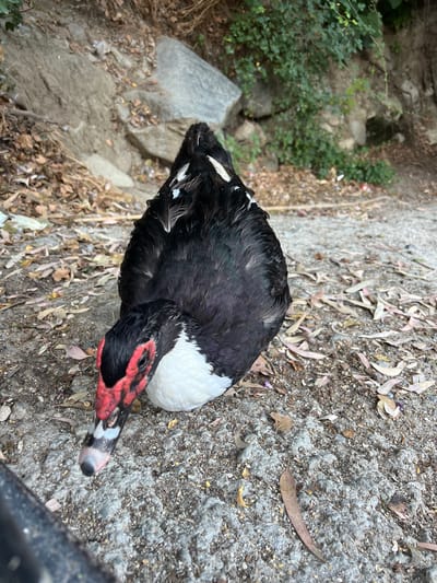 This media file is a close-up, top-down view of a Muscovy duck resting on a rough, grey, concrete-like surface. The duck is predominantly black with patches of white on its chest and wings, and distinctive red caruncles around its eyes and bill. Its beak is patterned with black and white. The duck appears calm, with its head resting on the ground.

The surrounding area consists of dry leaves, small stones, and some patches of green foliage visible in the background, suggesting an outdoor, possibly natural or semi-natural environment. The lighting suggests it is daytime, but no strong shadows indicate the specific time. The setting appears somewhat unkempt, with scattered leaves and debris.

The image is oriented with the duck's head pointing towards the lower right. There is a dark, blurry object in the bottom right corner, possibly a fence or barrier.

The image was captured in Kakopetria, Cyprus. No people are visible, and no text is present. The activity is simply the duck at rest.