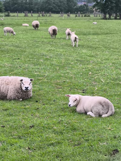 The image captures a serene outdoor scene featuring multiple sheep in a lush green pasture. In the foreground, a large, fluffy adult sheep with light-colored wool is lying down on the left, facing the viewer with a calm expression. To its right, closer to the bottom right corner, a smaller, younger lamb, also with light-colored wool, is resting on the grass, looking towards the left.
Further into the mid-ground and background, several other sheep are visible. On the far left, another adult sheep is grazing. In the center-back, a large sheep is seen from behind, its woolly rear facing the viewer. To its right, two smaller lambs are standing, one slightly ahead of the other, both facing away from the camera. Another sheep is partially visible further back on the left, near the fence line.
The setting is a large, open grassy field, which appears well-maintained. The grass is a vibrant green, with some lighter patches and scattered dry straw or debris visible. In the background, a line of tall, dark green trees forms a dense natural barrier. Interspersed among the trees are several wooden fence posts, indicating a fenced enclosure. In the far distance, beyond the trees, a hint of what might be buildings or structures can be seen under a somewhat overcast sky. The lighting suggests it is daytime, possibly early morning or late afternoon, with soft, diffused light and no harsh shadows, implying an overcast or cloudy day. The overall atmosphere is peaceful and pastoral. There is no visible text in the image. The location is Alkmaar, Netherlands.