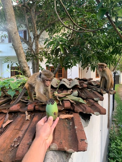 Two young toque macaques are on a terracotta tiled roof in the city of Ahangama, Sri Lanka. A person's hand is holding a green mango towards one of the macaques, which is reaching out to touch it. The other macaque is sitting on the roof behind it. In the background, there is a white building with wooden-shuttered windows and lush green trees.