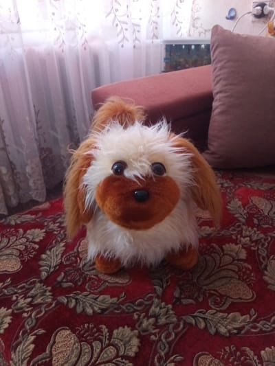 A plush toy dog with fluffy white and tan fur sits on a red, ornate rug. The dog has big, dark eyes and a brown snout. Its ears are long and tan. The background is blurred but appears to be an indoor setting. To the left, sheer curtains with a floral pattern hang, suggesting natural light from a window. Behind the dog, a plush brown cushion and a reddish-brown piece of furniture are visible. In the distance, an aquarium with lights can be seen. The scene is well-lit, likely during the daytime. There is no visible text in the image. The context provided indicates the location is Chernyshevskoye, Russia.