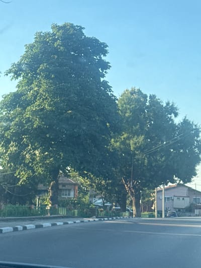 The image shows a large, leafy tree in front of a residential area with houses and a street. The tree dominates the foreground, its branches reaching upwards and outwards. Behind the tree, several houses are visible, some with windows and air conditioning units. A street with a pavement and a road stretches along the right side of the image. The sky is clear and blue, suggesting a sunny day. The lighting indicates it's daytime, likely late morning or early afternoon, given the angle of the sun. The scene appears to be a quiet residential street in Branipole, Bulgaria. There are no people visible in the image, and no specific activity or event is taking place. The overall impression is one of a peaceful, everyday scene.