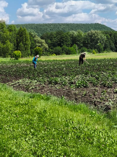 Two individuals are engaged in agricultural work in a field under a partly cloudy sky. The field appears to be a cultivated area with rows of young plants interspersed with dark soil. In the foreground, lush green grass is visible. In the middle ground, one person, wearing a blue shirt and white head covering, is bent over and appears to be working the soil with a tool. Further back, another person, dressed in a hat and darker clothing, is also engaged in fieldwork with a tool. The background features a dense line of trees forming a forest, with a large hill covered in greenery rising behind it. The location is specified as Ilmino, Russia.
