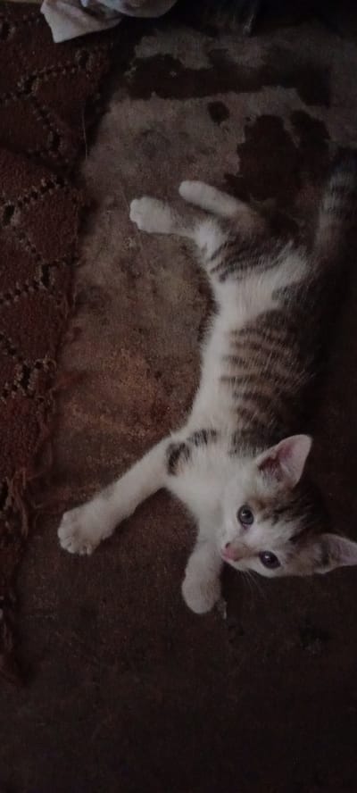 A kitten lies on a dark, possibly stained, floor. The kitten is mostly white with brown tabby markings on its back and head. It is stretched out on its side, with one front paw extended to the left. The kitten has blue eyes and its mouth is slightly open. To the left of the kitten is what appears to be a brown, textured rug or mat. In the top of the frame is a white cloth. The lighting is dim and the image appears to be taken indoors. The location is specified as Gama, Nigeria.