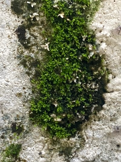 The image shows a close-up of moss growing on a textured, light-colored surface that appears to be a wall. The moss is vibrant green and forms a dense patch, with some lighter-colored, dry plant matter interspersed. The surface itself has a rough, uneven texture with visible pores and dark stains, suggesting an outdoor environment. The context of Port-Harcourt, Nigeria, would imply this wall is likely part of a building, a fence, or another man-made structure within the city. The lighting suggests it is daytime, possibly overcast or in shade, as there are no harsh shadows. No people or other living creatures are clearly visible in the frame.