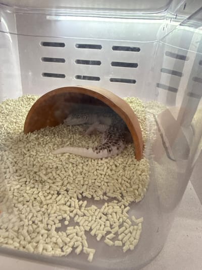 A leopard gecko is curled up asleep inside a semi-circular brown hide that is situated on a bed of light-colored substrate in a clear plastic terrarium. The terrarium has horizontal vents on the back wall. The gecko has a spotted pattern on its back and tail. The image appears to have been taken indoors in a controlled environment, likely a home or pet store. There is no indication of a specific location in Taipei, Taiwan.