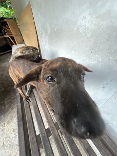 A brindle dog with dark coloring occupies the foreground, its nose and face highly prominent due to the close-up perspective. The dog sits on a metal slat bench or floor. The background features an off-white wall or ceiling with visible texture, along with glimpses of an open space with greenery and a wooden structure. The angle of the shot is unusual, possibly taken from a low position looking upwards.