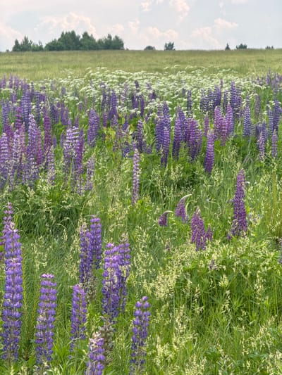 This image depicts a field of purple lupine flowers with a background of green grass and trees under a cloudy sky. The scene appears to be a natural landscape, possibly a meadow or park. There are no people or man-made structures visible in the image, with the exception of a faint treeline in the distance. The image does not provide any specific information about the location in the city of Noginsk, Russia.