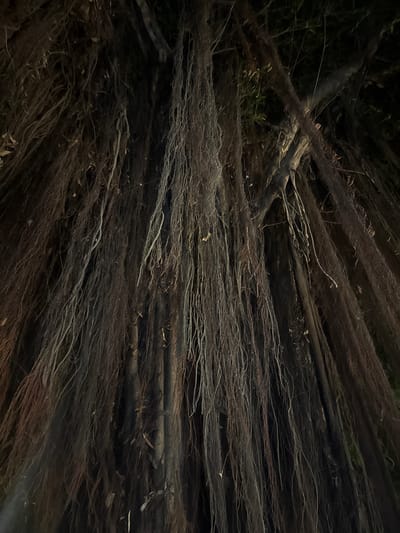The image is a close-up, low-angle shot of the hanging aerial roots of a banyan tree at night. The roots, varying in thickness and color from dark brown to lighter gray, hang densely and create a curtain-like effect. Some of the roots are thicker and appear to be part of the main trunk, while others are thinner and more wispy. The background is dark, with hints of foliage and branches visible further up in the tree. The lighting is dim, suggesting artificial illumination from an unknown source, which casts shadows and highlights the textures of the roots. The image appears to be a detail shot, focusing solely on the intricate network of roots. The location is identified as Ban Tai Subdistrict, Thailand, known for its tropical environment where banyan trees thrive. No people or other significant objects are present in the frame.