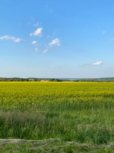 The image depicts a vast, yellow field, likely of rapeseed, stretching towards a distant treeline under a clear blue sky dotted with white clouds. In the foreground, tall green grass and some hay are visible. The scene is located in Novoye Selo, Russia, and evokes a sense of rural tranquility. There are no people or animals present in the image.