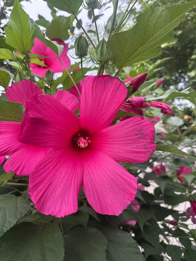 In the city of Советское сельское поселение, Ukraine, a close-up, low-angle shot captures several vibrant pink hibiscus flowers and their large, green leaves. The primary subject is a large, open hibiscus bloom in the foreground, its five petals a rich, saturated pink, with visible veins and subtle darker markings on one petal. At the center of this flower, the stamen and pistil are visible, also in shades of pink and white.
Behind this dominant bloom, another open pink hibiscus is partially visible, as well as several unopened buds, also pink and pointed. Lush green leaves, some broad and veined, frame the flowers and extend into the background. The foliage suggests a garden setting, with the soft focus of distant green trees and dappled light indicating an outdoor environment. The sky above is overcast and bright.