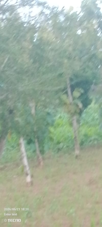 The image, taken in Kachia, Nigeria, depicts a blurry outdoor scene dominated by trees and foliage. The overall impression is one of a natural, possibly rural environment. The foreground is a grassy or earthy area, also rendered with a significant lack of focus. Several tree trunks are visible, appearing as vertical, lighter-colored streaks against the darker green and brown tones of the vegetation. The sky, visible at the top of the image, is a muted, overcast gray. Text overlays in the bottom left corner indicate a date and time of "2026/06/21 18:20", the phrase "Enter text", and the "TECNO" logo, suggesting this image was captured by a TECNO mobile device. The blurriness of the image suggests motion blur or a shallow depth of field. No people or specific objects are clearly discernible due to the low resolution and lack of sharpness.