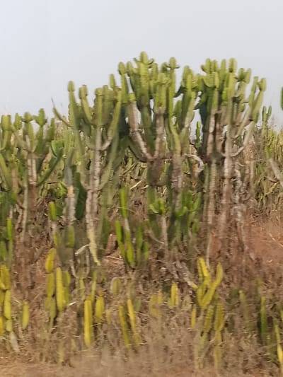 The image displays a dense stand of Candelabra trees (Euphorbia candelabrum) situated in what is identified as Kerang, Nigeria. The plants feature numerous upright, multi-branched, segmented green stems, with darker, woody-appearing bases. Denser clusters of these succulents occupy the mid-ground, diminishing in clarity towards the edges of the frame. The ground beneath the plants is covered with sparse, dry, brown vegetation and reddish-brown soil. The upper portion of the image shows a uniform, pale, hazy sky. No individuals, animals, or man-made structures are present within the scene.