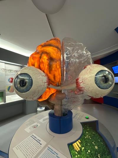 This is a medium-shot, eye-level photograph of an anatomical model of the human brain and eyes, displayed in what appears to be a museum or educational exhibit. The model is centrally located on a circular display table with informational placards.

The brain model is divided into two hemispheres. The left hemisphere is depicted with an orange, glowing interior, suggesting it might represent functional activity or a specific part of the brain. The right hemisphere is transparent, revealing its internal structure. Two large, anatomically detailed eyeballs are attached to the front of the brain model, one on each side, with prominent blue irises and visible blood vessels on the white sclera.

The display table has two informational placards. One is in German, titled "GEHIRN UND SINNESORGANE" (Brain and Sensory Organs), and the other in English, titled "BRAIN AND SENSORY ORGANS." The English placard is partially visible and contains text describing the brain and sensory organs. To the right of the model, there is an illuminated display area showing a patch of green grass with small white flowers and a yellow hand reaching out from the side. A green button is located on the display table near this area.

In the background, there are display cases with anatomical charts and diagrams, including illustrations of the human eye. The environment appears to be indoors, with artificial lighting and a tiled or smooth floor. The overall impression is that of a scientific or medical exhibit.

While no people are actively interacting with the exhibit in the frame, the presence of the hand in the grass display suggests potential interaction with the exhibit. The setting is consistent with a science museum or a similar educational facility.

Based on the German text on the placard, the location is likely an establishment in a German-speaking region. Considering the broader context available from other sources, the photograph was taken at the Haus der Natur (House of Nature) museum in Salzburg, Austria.