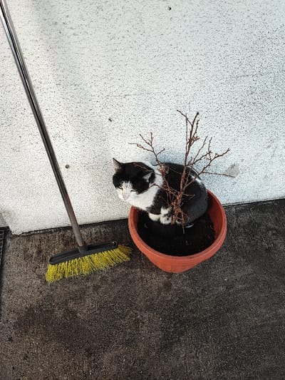 The image displays an outdoor scene in Obruchishte, Bulgaria, featuring a domestic cat, a plant pot, and a broom positioned against a wall. A black and white cat is curled inside a terracotta-colored plant pot containing dark soil and bare, multi-branched woody stems. The cat exhibits white markings on its face and underbelly, with its eyes partially closed. To the left of the plant pot, a broom with a metallic handle, a black head, and vibrant yellow bristles leans against a light-colored, textured wall. The ground is a dark gray, uneven paved surface, with a metallic grate partially visible on the far left.