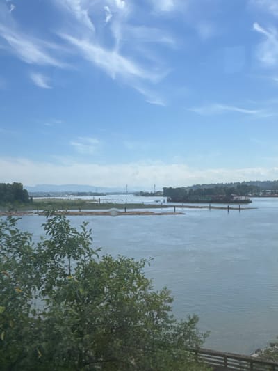 The image captures a serene waterfront scene with a focus on a calm body of water, possibly a river or inlet, in New Westminster, Canada. The water's surface is textured with gentle ripples, reflecting the pale, overcast sky. Along the far bank, a dense line of trees forms a natural border, with hints of buildings and structures nestled within the greenery, suggesting a settled area.
Dominating the foreground on the right is a lush, leafy tree, its branches laden with vibrant green foliage, some leaves showing a touch of yellow, indicating a potential shift in seasons. A portion of a wooden fence or railing is visible at the far right edge of the frame, hinting at a vantage point, perhaps a walkway or observation deck overlooking the water.
In the water, a series of logs are arranged in a line, secured by vertical posts, creating a floating barrier or a temporary structure. These logs are a prominent feature, adding a rustic element to the otherwise natural landscape. In the distance, a faint outline of mountains can be seen on the horizon, softened by atmospheric haze. The sky is a soft blue, interspersed with wispy white clouds that add a gentle texture to the upper portion of the image. The overall impression is one of tranquility and natural beauty, with subtle signs of human presence integrated into the environment. The lighting suggests it is daytime, likely morning or late afternoon, given the soft, diffused light. There is no visible text in the image.