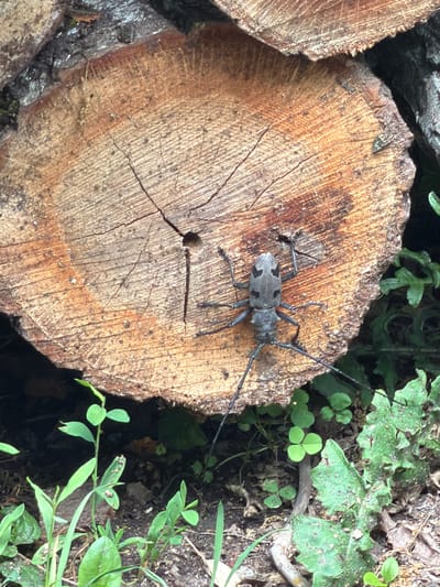 The image captures a detailed view of a large longhorn beetle resting on the cut end of a log in a natural outdoor setting, likely in Dubovik, Montenegro.
The prominent subject is a gray-bodied beetle with distinctive irregular dark-brown or black spots on its elytra (wing covers) and exceptionally long, segmented antennae that extend significantly beyond its body. The beetle's six legs are visible as it grips the textured wooden surface.
The log the beetle is on is a cross-section of a tree trunk, revealing prominent concentric growth rings, radial lines, and several cracks radiating from the center. Its surface is a light to medium brown, with some darker areas. To the left, another similar log end is partially visible.
Surrounding the logs, particularly in the upper right and lower right sections, is a lush natural ground cover. This includes various green plants, such as clover-like leaves and other broad-leafed vegetation, growing from dark soil or earth. The scene suggests a wooded or forested environment. The lighting indicates it is daytime. No people or visible text are present. The overall impression is a quiet moment in nature.