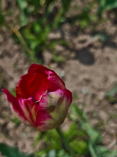A close-up, high-angle shot focuses on a red and green tulip bud in Parkhomivka, Ukraine. The tulip is partially open, revealing its red inner petals. The outer petals display a mix of green and red. The background consists of blurred soil and green foliage.