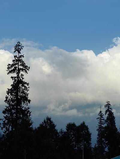 The image captures a serene natural landscape in Solang, India. In the foreground, a dense silhouette of coniferous trees, including a tall, prominent pine, dominates the lower portion of the frame. These trees are dark and appear to be evergreen. Behind the trees, the sky is a vibrant blue, partially obscured by dramatic, billowy white and gray clouds that stretch across the horizon. The middle ground reveals a hazy, mountainous terrain, suggesting a high-altitude location. The overall impression is one of natural beauty and tranquility, with the imposing trees framing the expansive sky and distant mountains. There are no people or man-made structures visible in the image, emphasizing the unspoiled natural environment.
