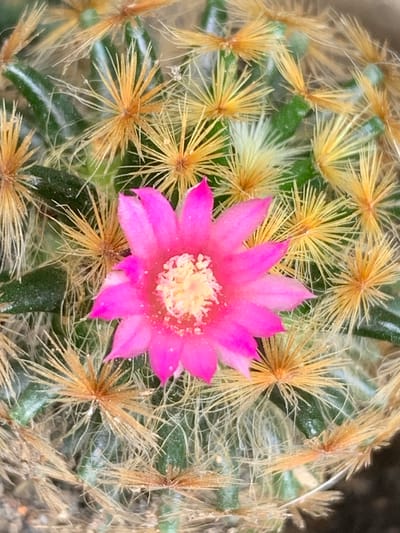 The image shows a close-up view of a cactus bloom in Mae Chan District, Thailand. The cactus has numerous spines, which are a mix of brown and white. A vibrant pink flower is in the center of the image, with delicate white stamens. The background consists of the green cactus body and its various spines. The lighting suggests it is daytime.