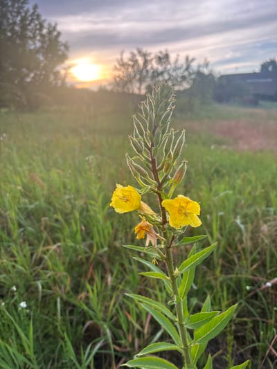 The image depicts a natural scene with a focus on a stem of yellow flowers, likely evening primrose, against a backdrop of green grass and a blurry sky. The flowers are in bloom, with water droplets visible on their petals, suggesting recent rain or dew. The stem has long, pointed leaves and developing buds, some of which are covered in fine, white hairs. In the background, the sun is setting or rising, casting a warm glow through a hazy sky and illuminating some trees. The overall impression is one of a serene, early morning or late evening in a rural setting. The location is identified as Tsiereshkavicki Sel'ski Saviet, Belarus. There is no visible text in the image.