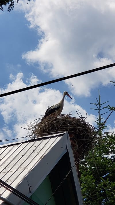 A low-angle shot captures a white stork perched in its nest, which is situated on the corner of a white-paneled building. The nest is constructed from twigs and branches, and a large evergreen tree with dark green needles looms behind it. The background consists of a bright blue sky with scattered white clouds, suggesting daytime and fair weather. A thin black wire runs diagonally across the frame from the top left corner. The stork is facing left, with its long, red beak slightly open, and its white body is accented with black wing feathers. The building appears to be a shed or outbuilding, with its corrugated siding catching the sunlight. The scene is set in Vyšné Nemecké, Slovakia. There is no visible text in the image.