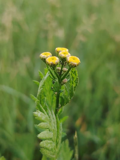 This is a close-up, vertical shot of a flowering plant in a natural setting. The plant has several small, round flower buds with yellow centers and green tips. Some of the buds appear to be in various stages of development. The stem is green and has textured, feathery leaves on its lower half. Tiny dark insects, possibly ants, are visible on some of the flower buds and stems. The background is a soft, blurred expanse of green, suggesting a field or grassy area. The lighting appears natural, indicating it could be daytime, and the overall atmosphere is serene and focused on the details of the plant life. No text is visible in the image. The location context is Balashikha, Russia.