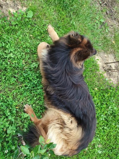 A medium-sized, long-haired dog with a predominantly black and tan coat is lying on its side in a patch of green grass and clover. The dog is facing to the right of the frame. Its back and hindquarters are covered in dark fur, while its underside and parts of its legs are lighter brown. One of its paws is visible, resting on the grass. The ground is uneven, with patches of dry soil and scattered leaves visible in the background. The overall scene suggests an outdoor environment, likely a backyard or a grassy area within the Сваткаўскі сельскі Савет, Belarus.