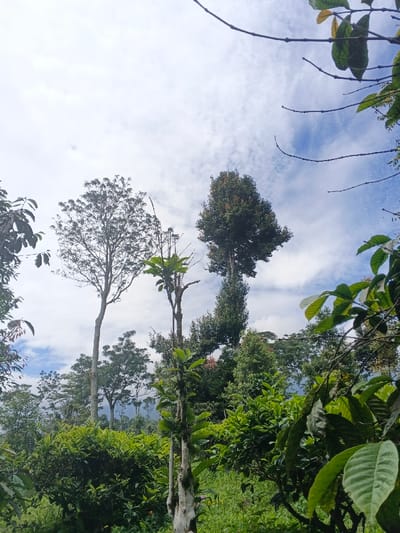 Tall trees stand against a backdrop of a partly cloudy sky. Various shades of green foliage, bushes, and trees fill the foreground. A slender tree with sparse branches stands to the left, contrasting with a more dense, rounded tree to its right. The greenery gives a sense of lushness and natural growth.