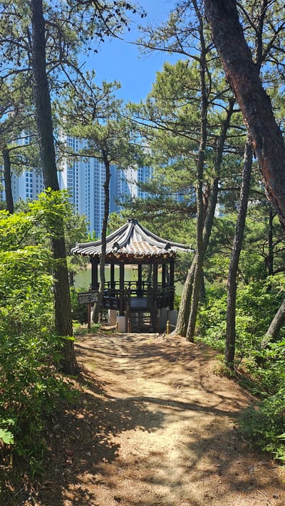 The image captures a serene scene featuring a traditional Korean pavilion nestled among trees in Taehwa River National Garden, Ulsan, South Korea. The pavilion, with its distinct gray-tiled roof and wooden structure, is partially obscured by tree trunks and foliage. Behind the pavilion, tall, modern apartment buildings rise, contrasting the traditional structure with urban development. A dirt path is visible to the right, with shadows cast by the trees, and the river is discernible behind the pavilion.