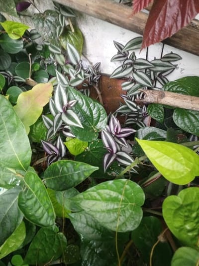 The scene is located in the city of Khe Sanh Commune, Vietnam. The image displays a dense, overlapping arrangement of multiple plant species. Dominating the foreground and midground are numerous broad, dark green, glossy leaves, primarily heart-shaped to ovate, consistent with betel plants (Piper betle). Interspersed among these are several *Tradescantia zebrina* (Wandering Jew) plants, identifiable by their elongated, pointed leaves featuring distinctive silver-white and green stripes on the upper surface and purple undersides. A large, deep red or burgundy-colored leaf is partially visible in the upper right quadrant. Lighter green, ovate leaves are present in the upper left and lower right sections of the image. The background reveals a textured, light-colored or off-white wall, partially obscured by the thick vegetation. Below this wall, a darker, reddish-brown surface is discernible. A weathered wooden beam or branch extends diagonally downwards from the upper right, and a short segment of a cut bamboo stalk rests horizontally in the mid-right. No human figures or animals are present, and no specific actions or interactions are depicted. The environment appears lush and overgrown.